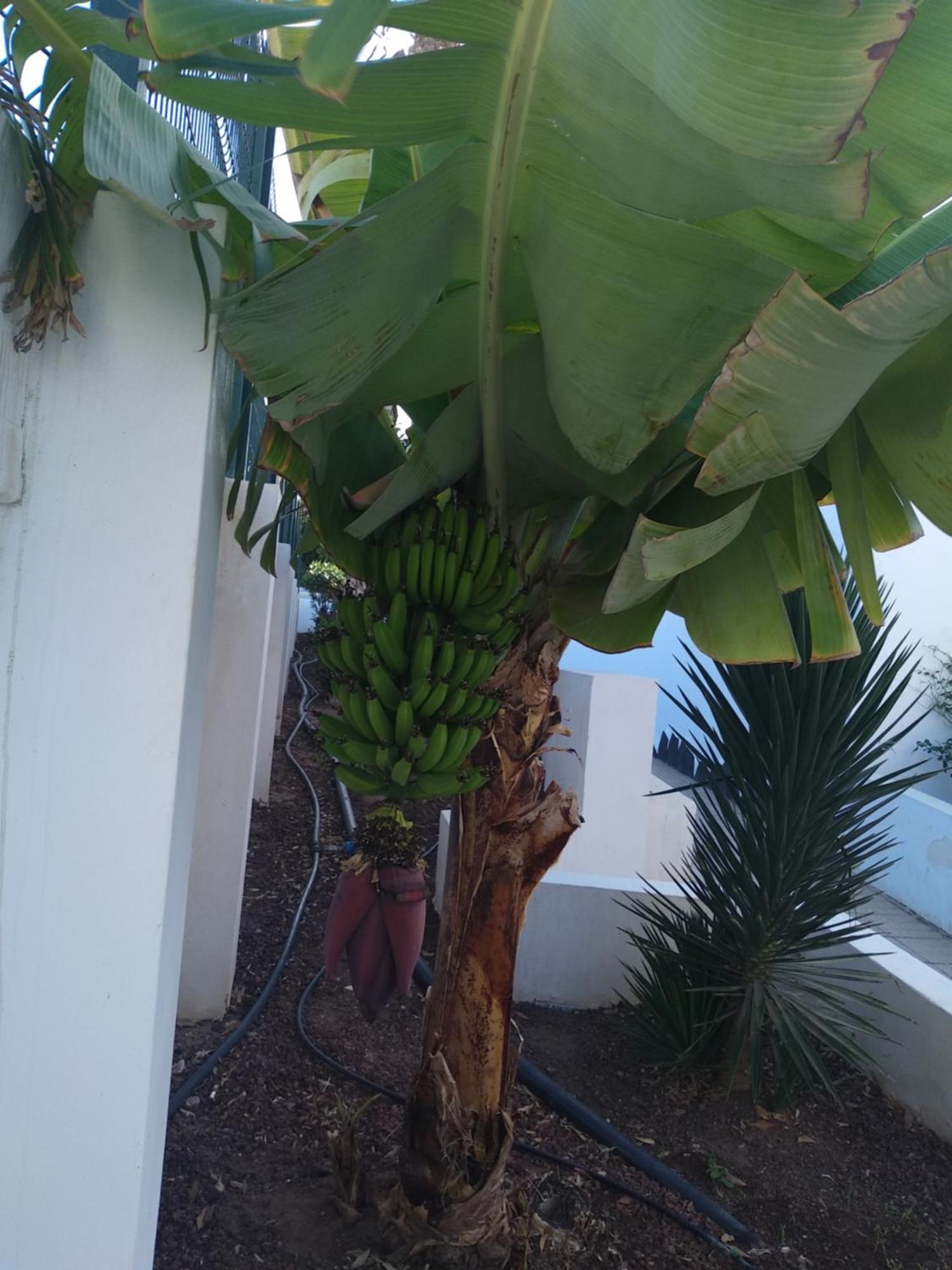 Apartamento Ama Tenerife Grande Terraza Arona  Exterior foto